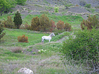 Белая Лошадь в горах
