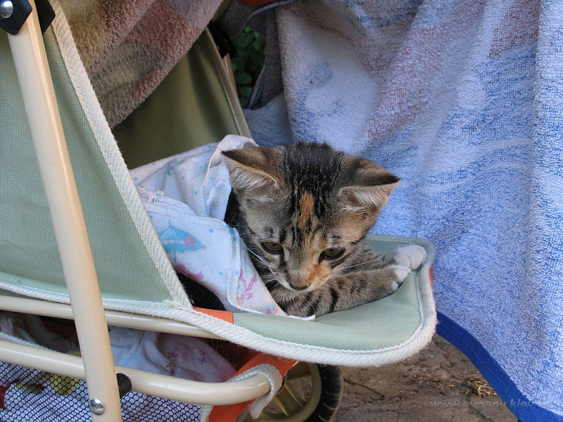 котёнок в коляске