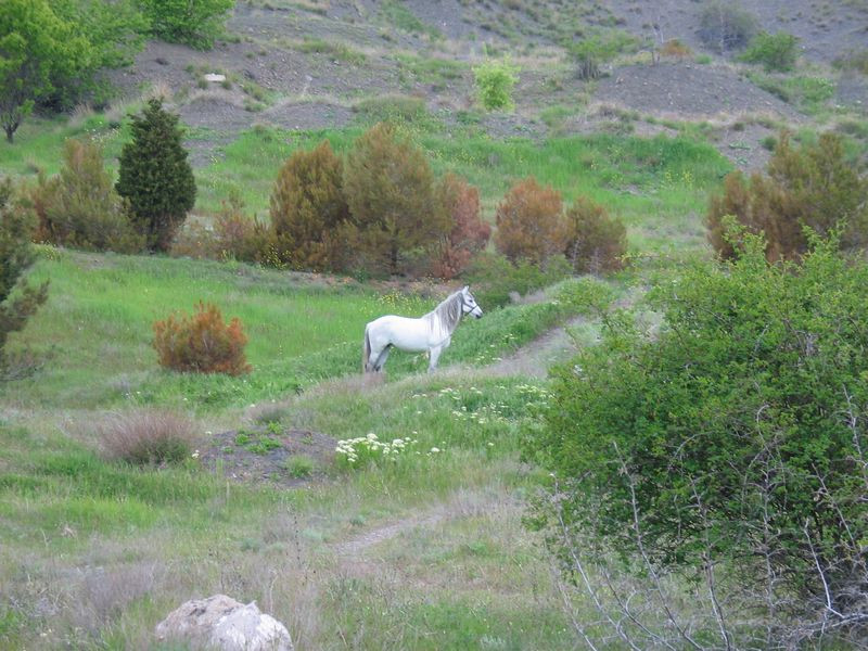 Белая Лошадь в горах