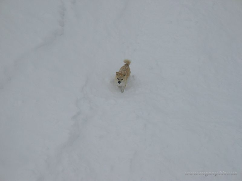 песик в снегах