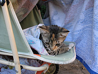котёнок в коляске